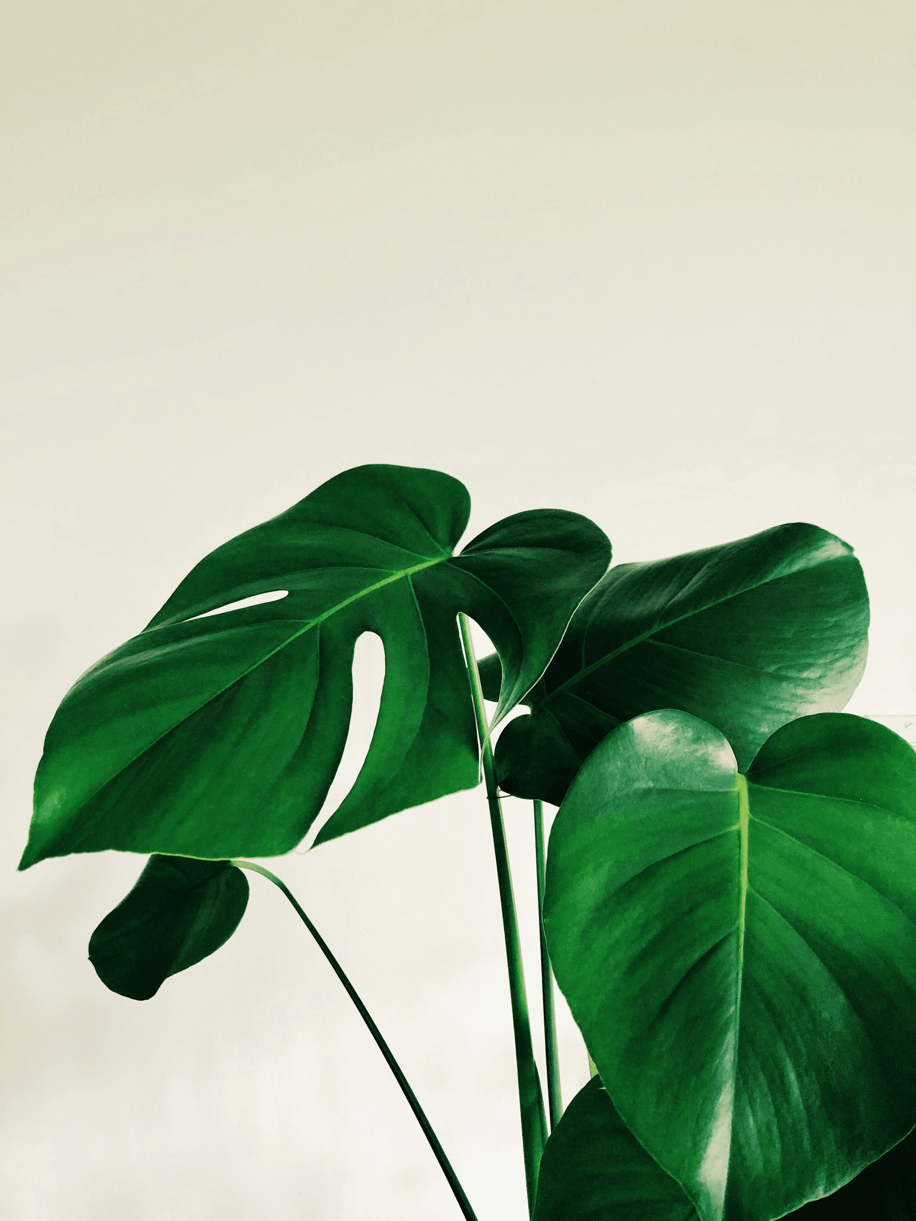 Green leaves