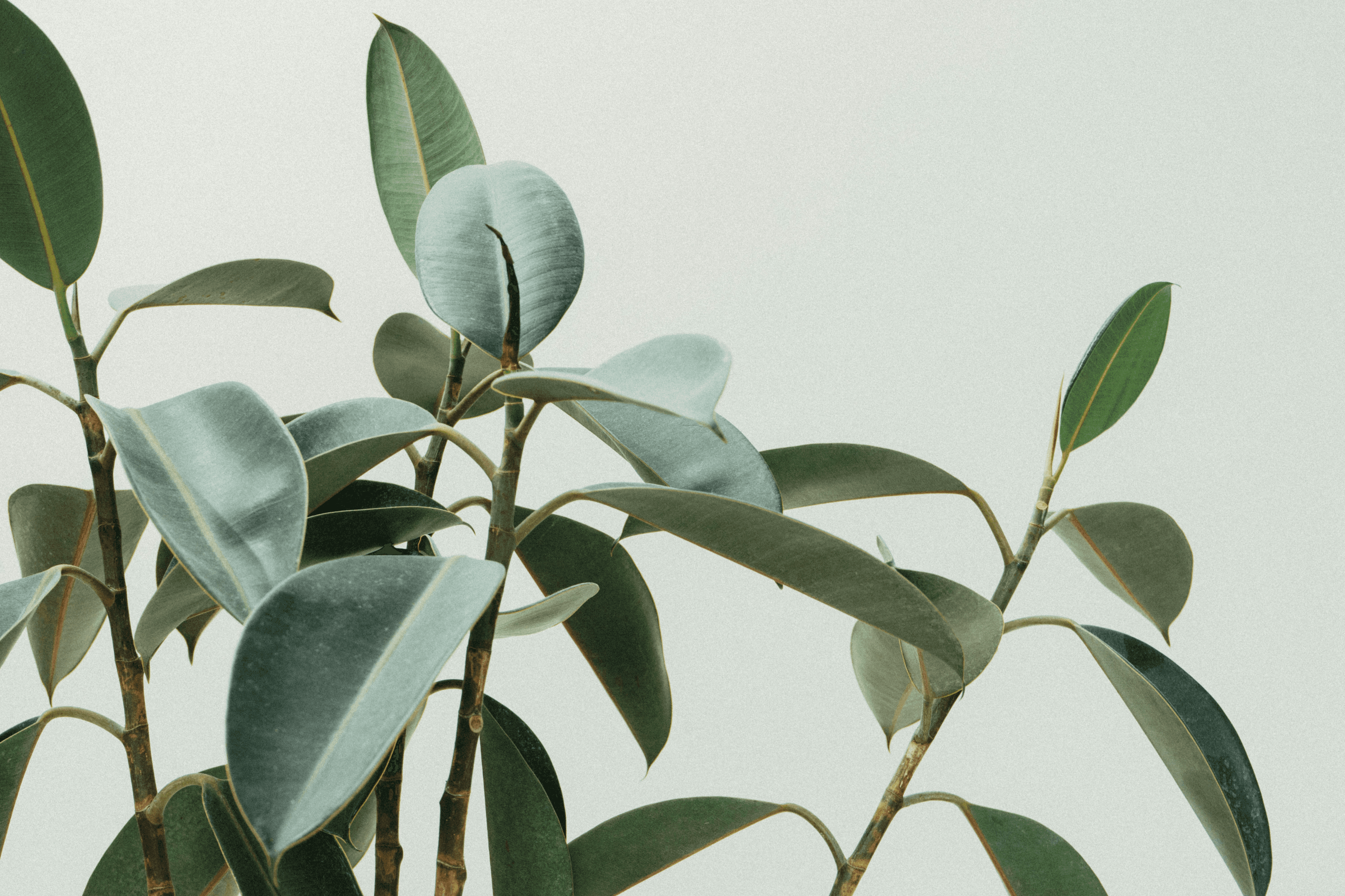 Green plants